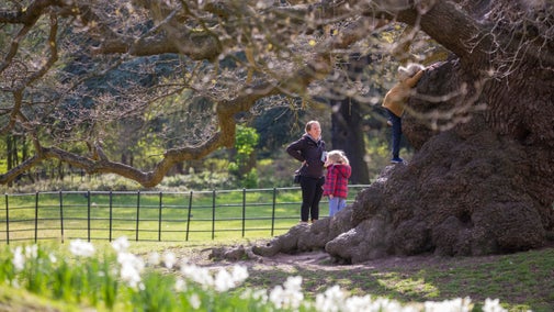 A parent and two kids playing on a huge tree trunk with spring flowers in the foreground